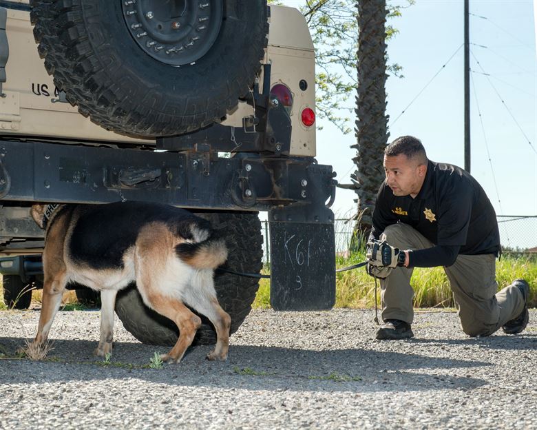 narkotikahund